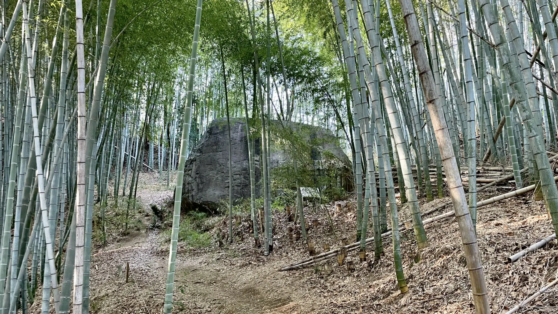 丸住製紙向け木材チップ船「 STELLAR SYMPHONY 」岩城造船建造