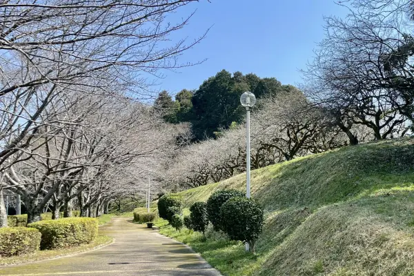 メスリ山古墳 メスリ山古墳 - Wikipedia